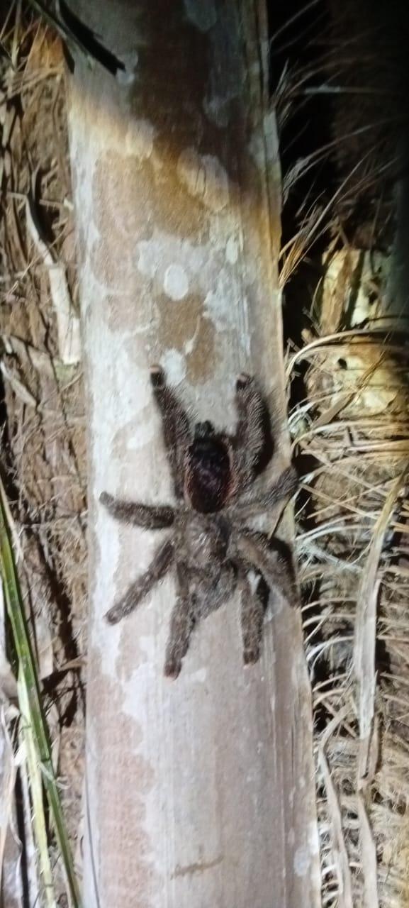 Araña de la selva