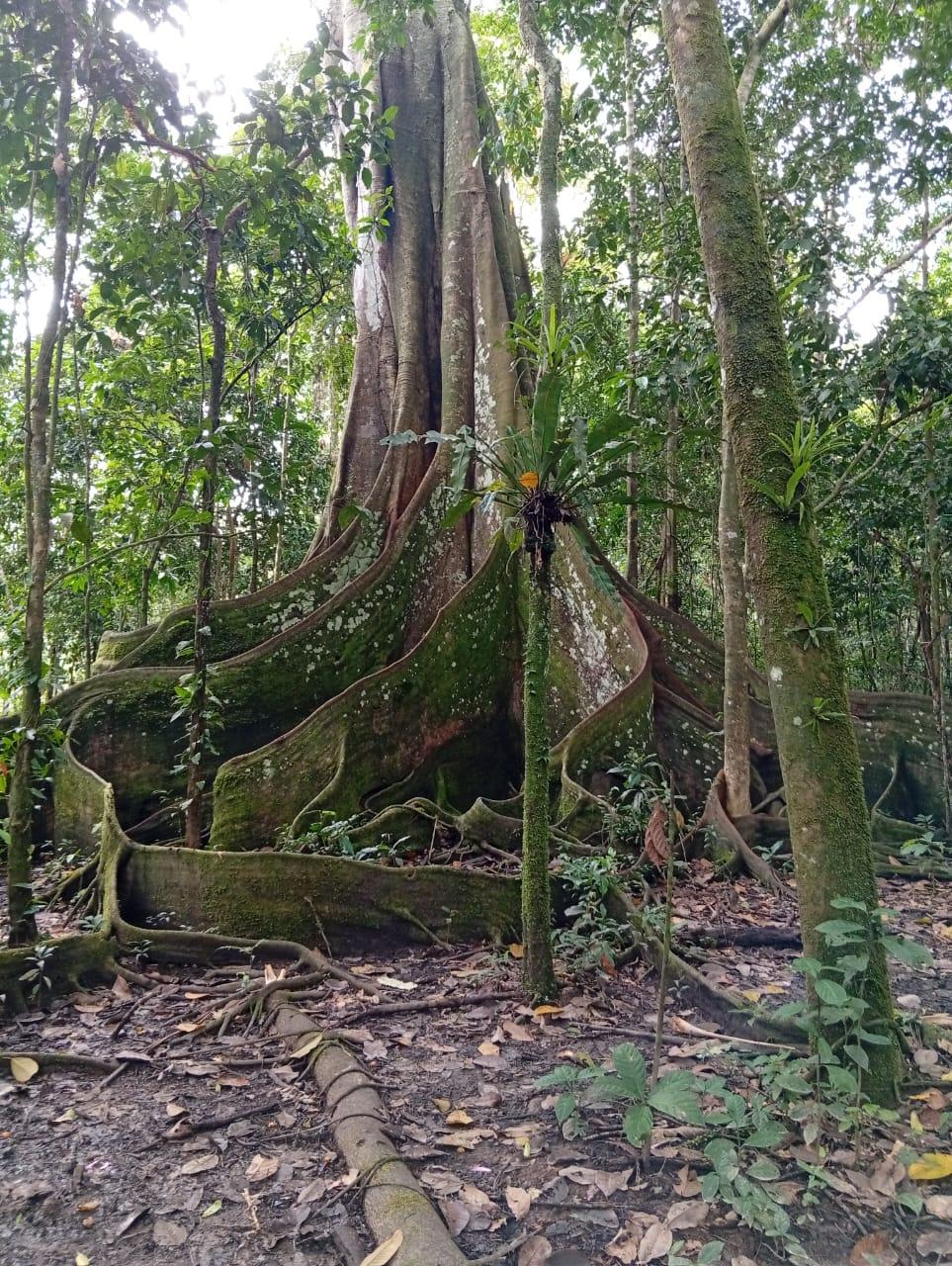 Árbol gigante de la selva
