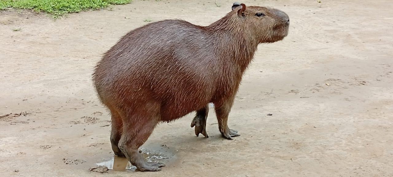 Capibara en la orilla
