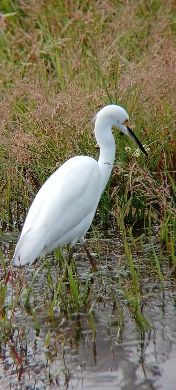 Garza blanca en el río
