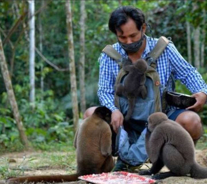 Monos en la selva amazónica
