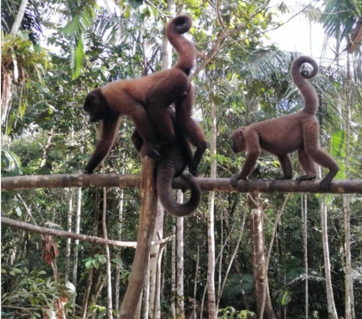 Familia de monos en el Amazonas