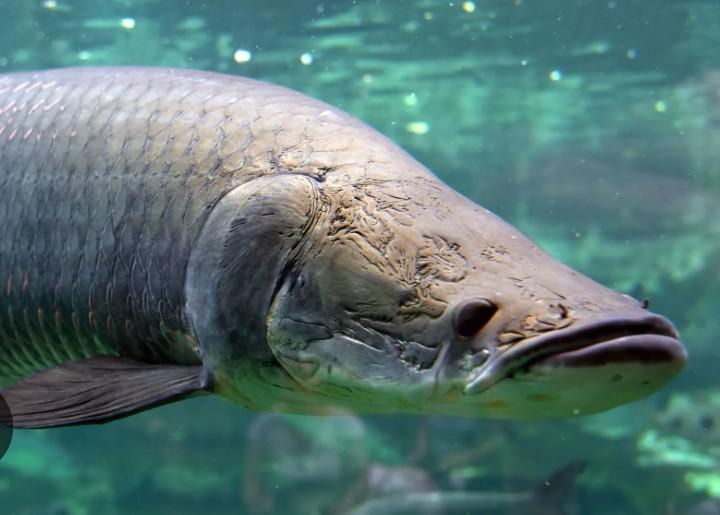 Pirarucú en el río Amazonas