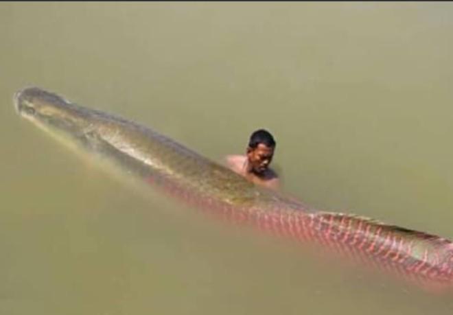 Paiche (pirarucú) gigante
