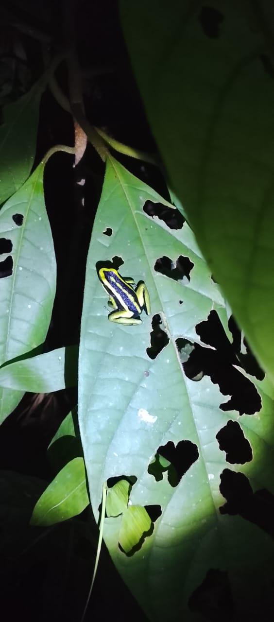 Rana venenosa de colores