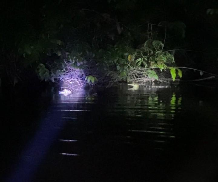 Fauna nocturna amazónica