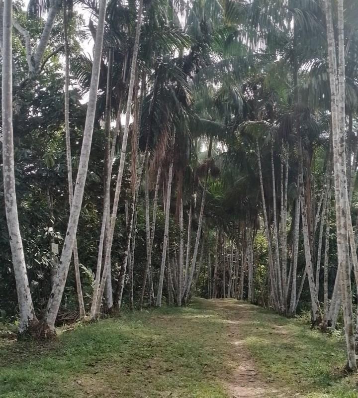 Selva en la frontera con Perú