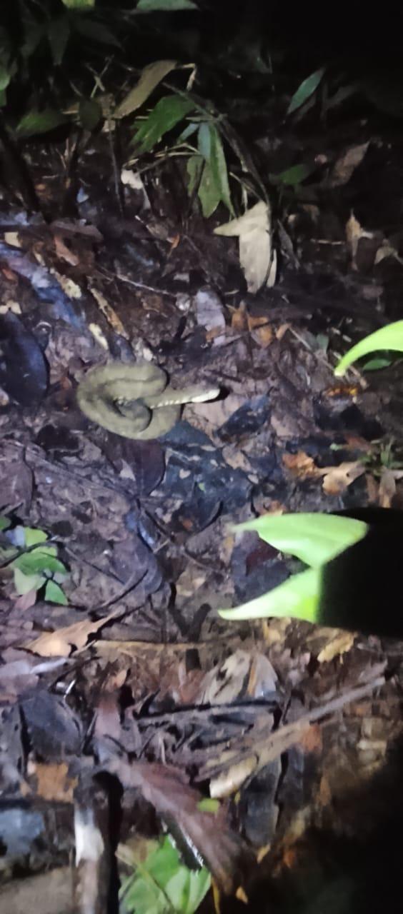 Serpiente de la selva amazónica