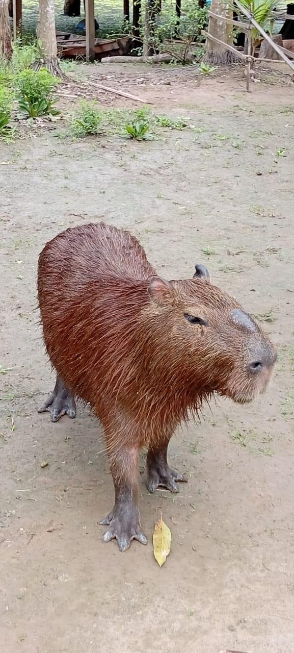 Capibara en su hábitat natural