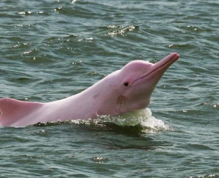Avistamiento de Delfines del Amazonas
