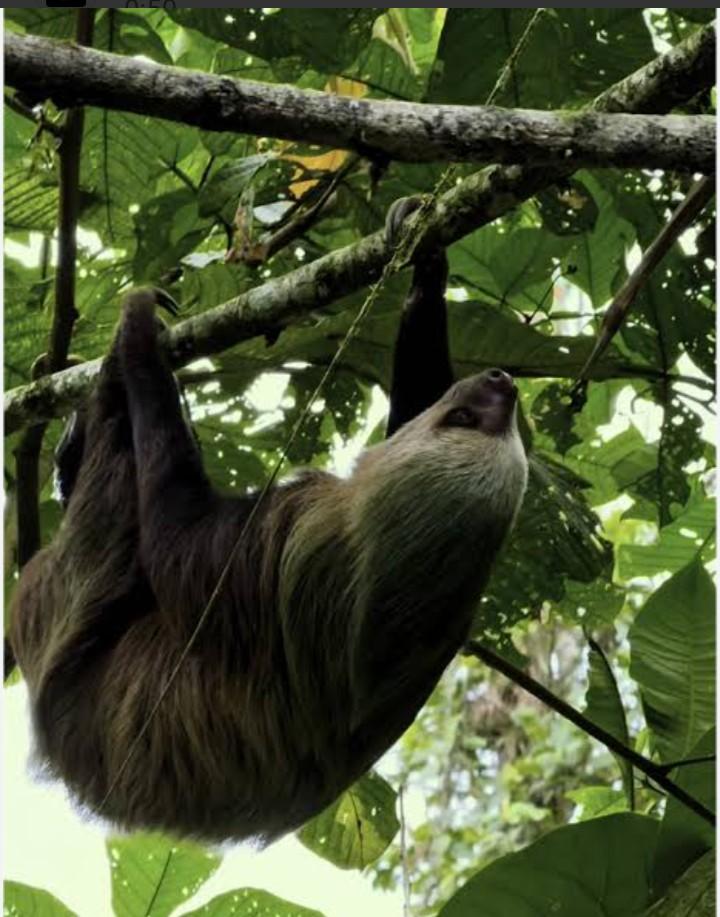 Observación del Oso Perezoso