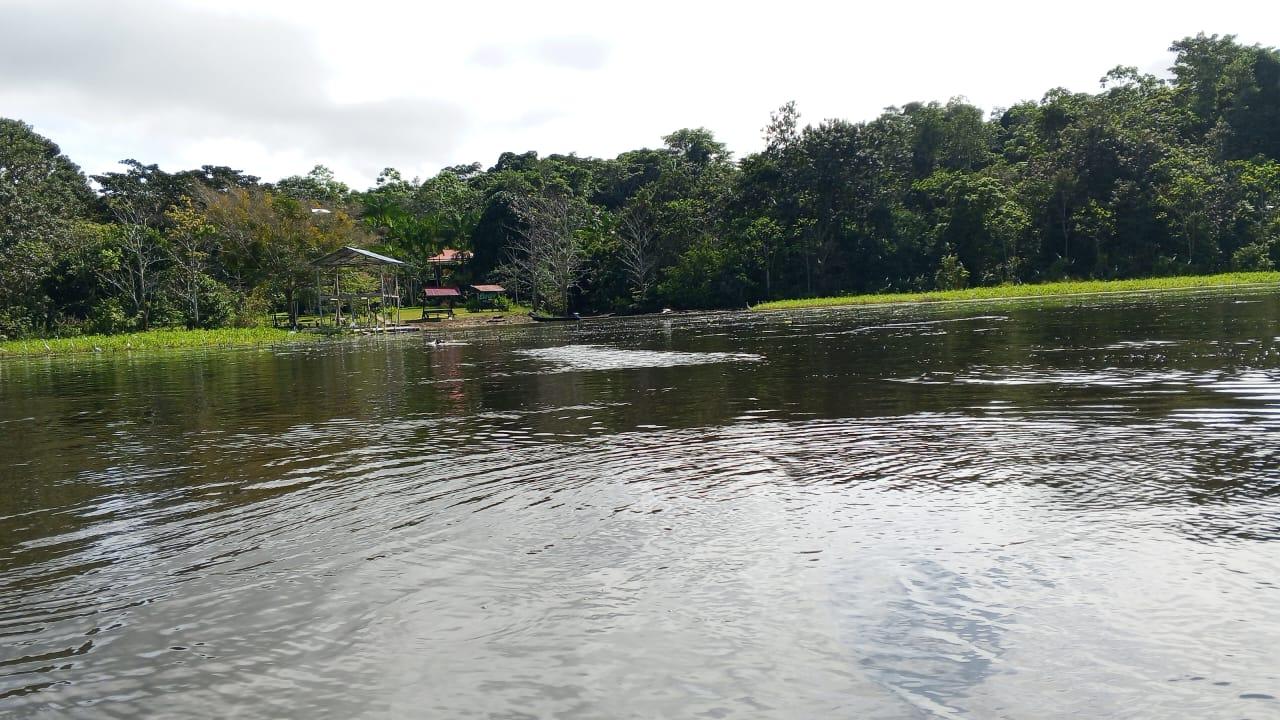 Río entre la vegetación